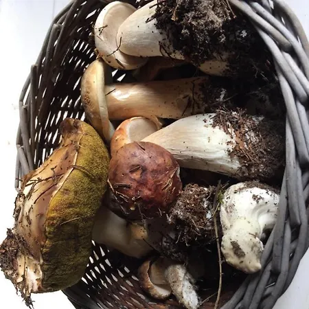 Dom Letniskowy Rozan