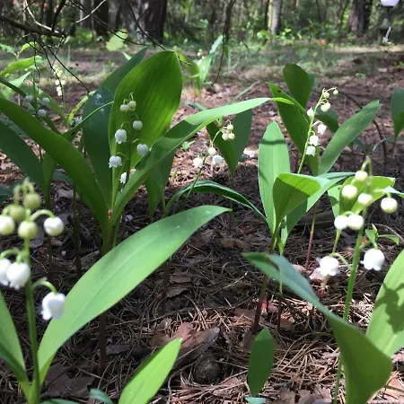 Nyaraló Dom Letniskowy *