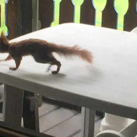 Nyaraló Dom Letniskowy *